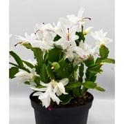 JM BAMBOO White Christmas Cactus Plant in 6 inch Pot Zygocactus Holiday Seasons