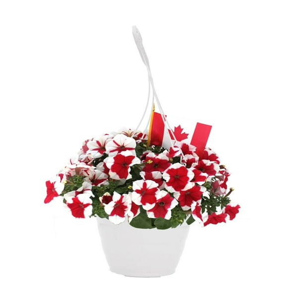 10in Canada Day Hanging Basket Live Plant