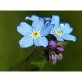 thumbnail image 3 of Valley Greene (6 Pack) Heirloom Variety Cynoglossum Blue Forget-Me-Not Flower Seeds 225 mg/package Non GE Seeds, 3 of 5