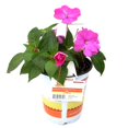 thumbnail image 2 of SunPatiens Hot Pink Impatiens Live Plants in 1QT Grower Pot for Indirect Light, 2 of 10
