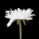 thumbnail image 2 of 5pcs Artificial Gerbera Daisy Flower for Wedding Home Decoration (White), 2 of 3