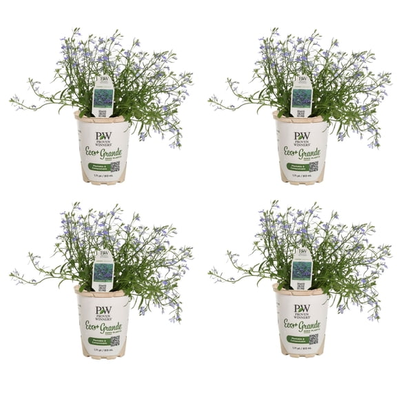 Proven Winners 4" Laguna Dark Blue Lobelia Live Plant in 4.25" Pot (4 Count)