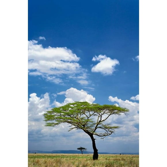 Umbrella Thorn Acacia, Serengeti National Park, Tanzania Poster Print by Adam Jones (23 x 35)