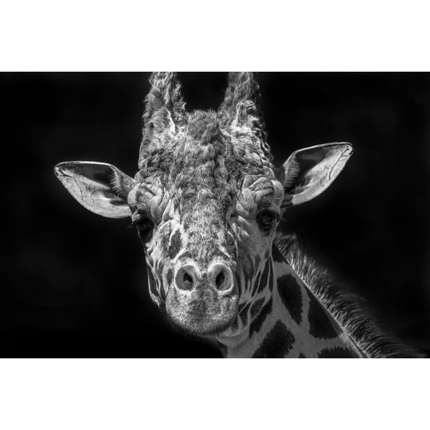 Giraffe Portrait in Black White Giraffe Poster Giraffe Wall Art Giraffe