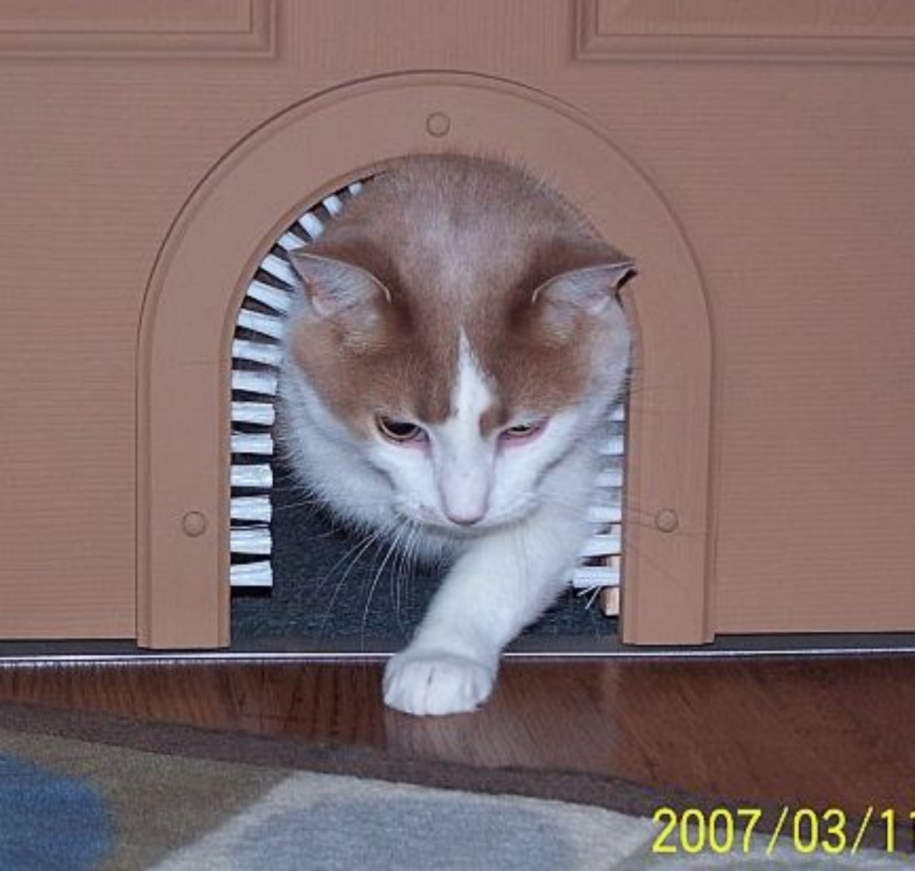 cathole cat door