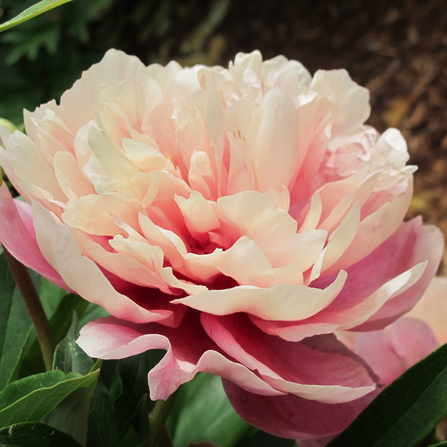 Expert Gardener 12-18" Peony Double Bubble Pink™ Live Tree in 2 gal. Grower Pot