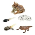 thumbnail image 4 of Figuritas de ciclo montessori, animales, ranas cognitivas, modelo de para materiales de enseñanza preescolar, juguetes de desarrollo, estilo c, 4 of 8