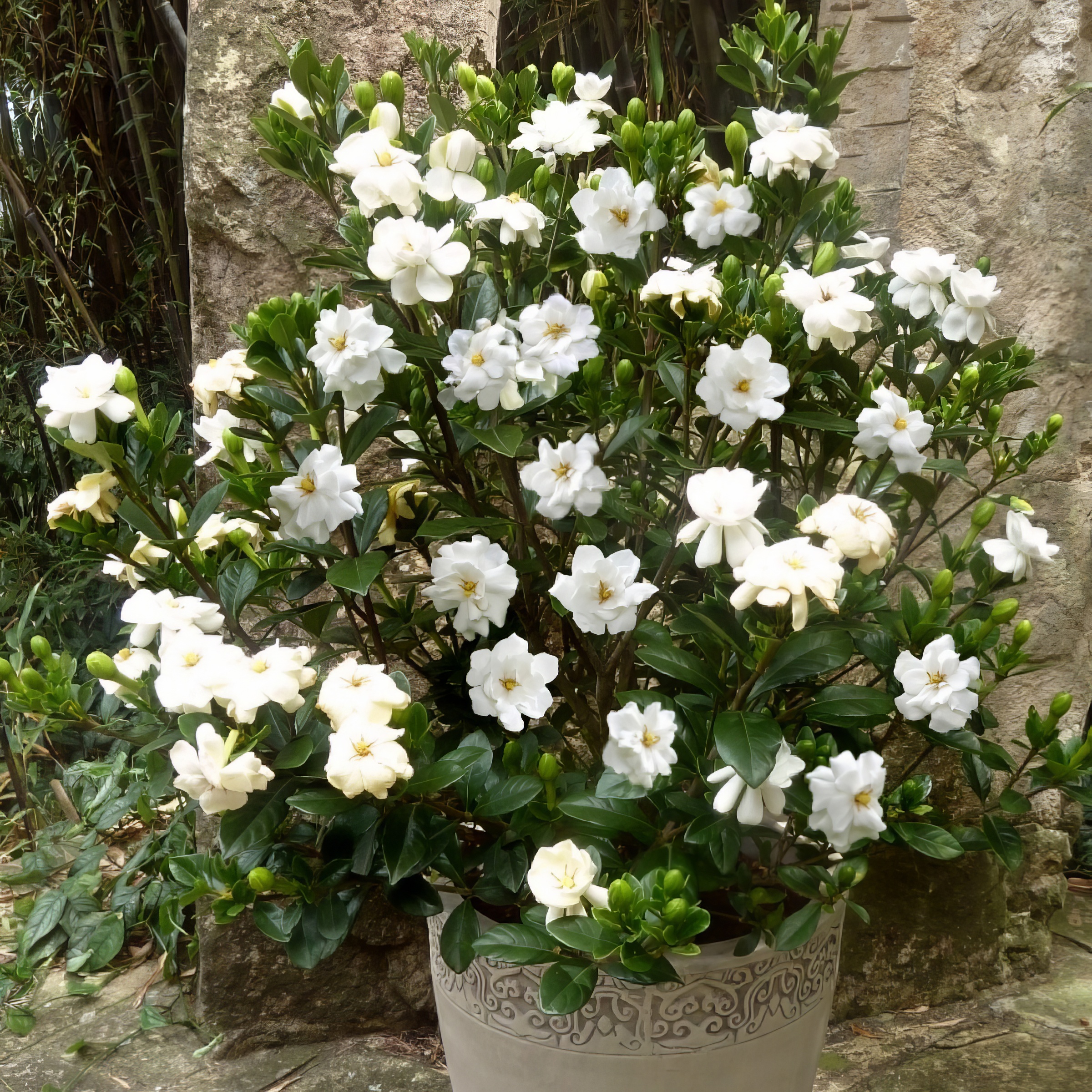 1 gal Gardenia 'Buttons'Live Shrub with Full Sunlight