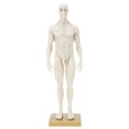 thumbnail image 4 of 30cm Male Anatomical Model Art Mannequin Musculoskeletal Structure Sculpture Body Model, 4 of 15