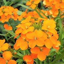 TomorrowSeeds - Siberian Wallflower Seeds - 6000 Count - For 2026 Planting Cheiranthus Allionii
