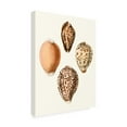 thumbnail image 2 of Trademark Fine Art 'Conchologia Iconica IV' Canvas Art by Unknown, 2 of 4