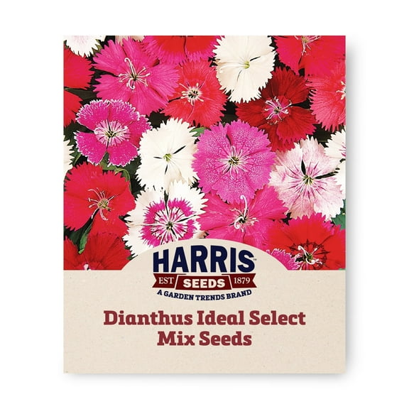 Harris Seeds - Dianthus Ideal Select Mix F1 Flower Seeds - 250 Seeds