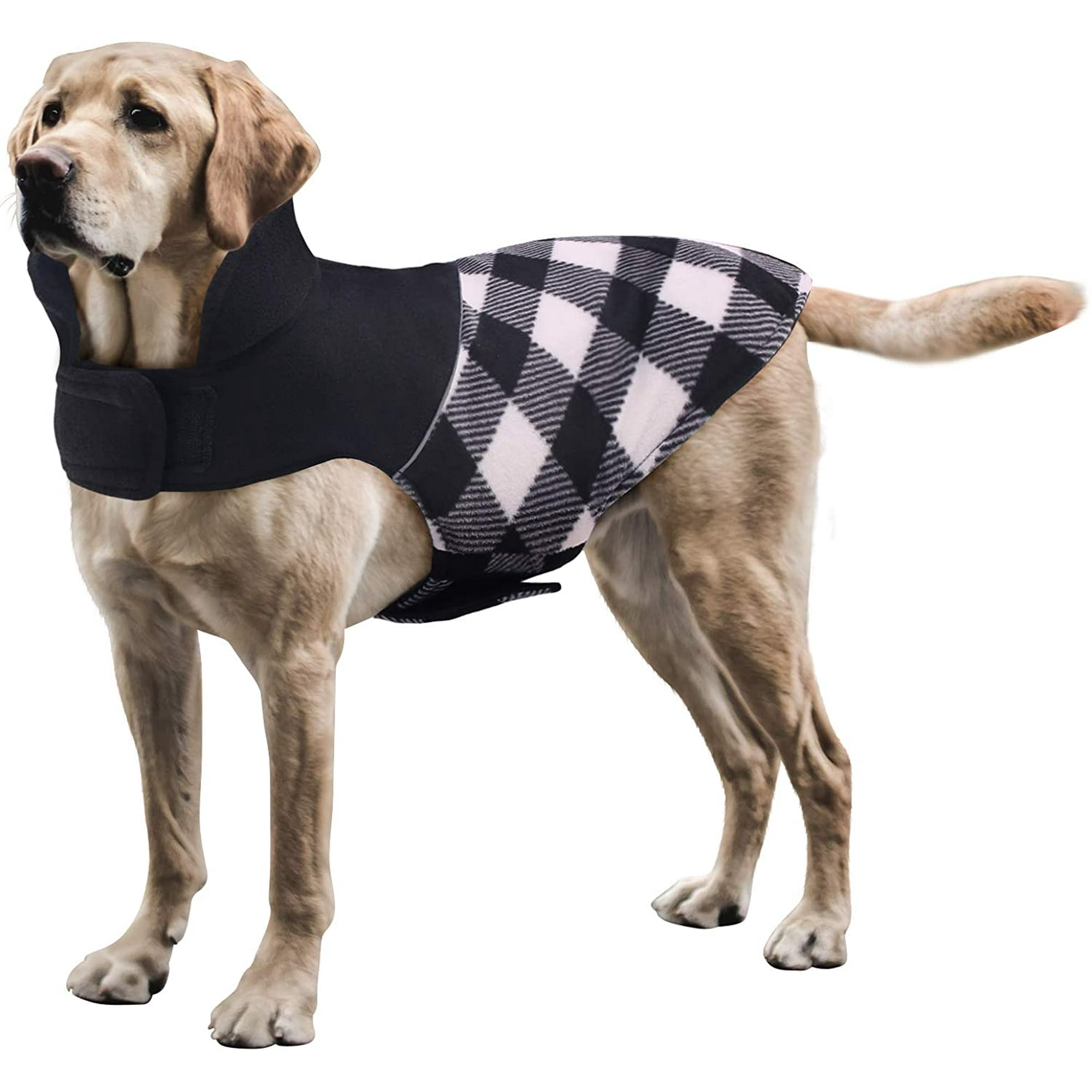 Do Dogs Need Jackets Cold Weather