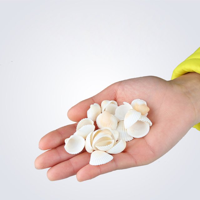 BeesClover 500G Natural Sea Conch Handicrafts Various Styles for Aquarium Fish Tank Turtle Tank Landscaping Decoration