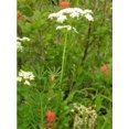 Semillas De Levístico (Lovage) – Levistucum Officinale – Sabor A Apio Y Anís – 50 Semillas Por Seedville USA