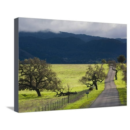 Trees and Country Road, Santa Barbara Wine Country, Santa Ynez, Southern California, Usa Stretched Canvas Print Wall Art By Walter (Best Apple Trees For Southern California)