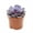 1 Plant, variant on Echeveria Purple Pearl - 1 Live Starter Plant - Rare and Colorful Compact Easy Care Succulent