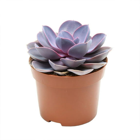 Echeveria Purple Pearl - 1 Live Starter Plant - Rare and Colorful Compact Easy Care Succulent