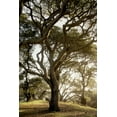 thumbnail image 2 of Blaustein, Alan 11x14 Black Ornate Wood Framed with Double Matting Museum Art Print Titled - Oak Tree - 69, 2 of 4