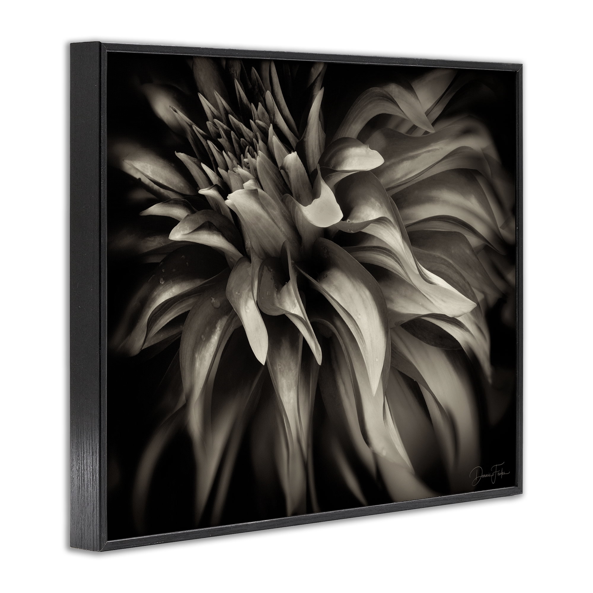 Stupell Industries Dark Curling Chrysanthemum Botanical & Floral Photography Black Framed Art Print Wall Art, 14 x 11