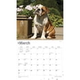thumbnail image 3 of The Beauty of Bulldogs | 2024 14x24" (Hanging) Wall Calendar | StarGifts, 3 of 8