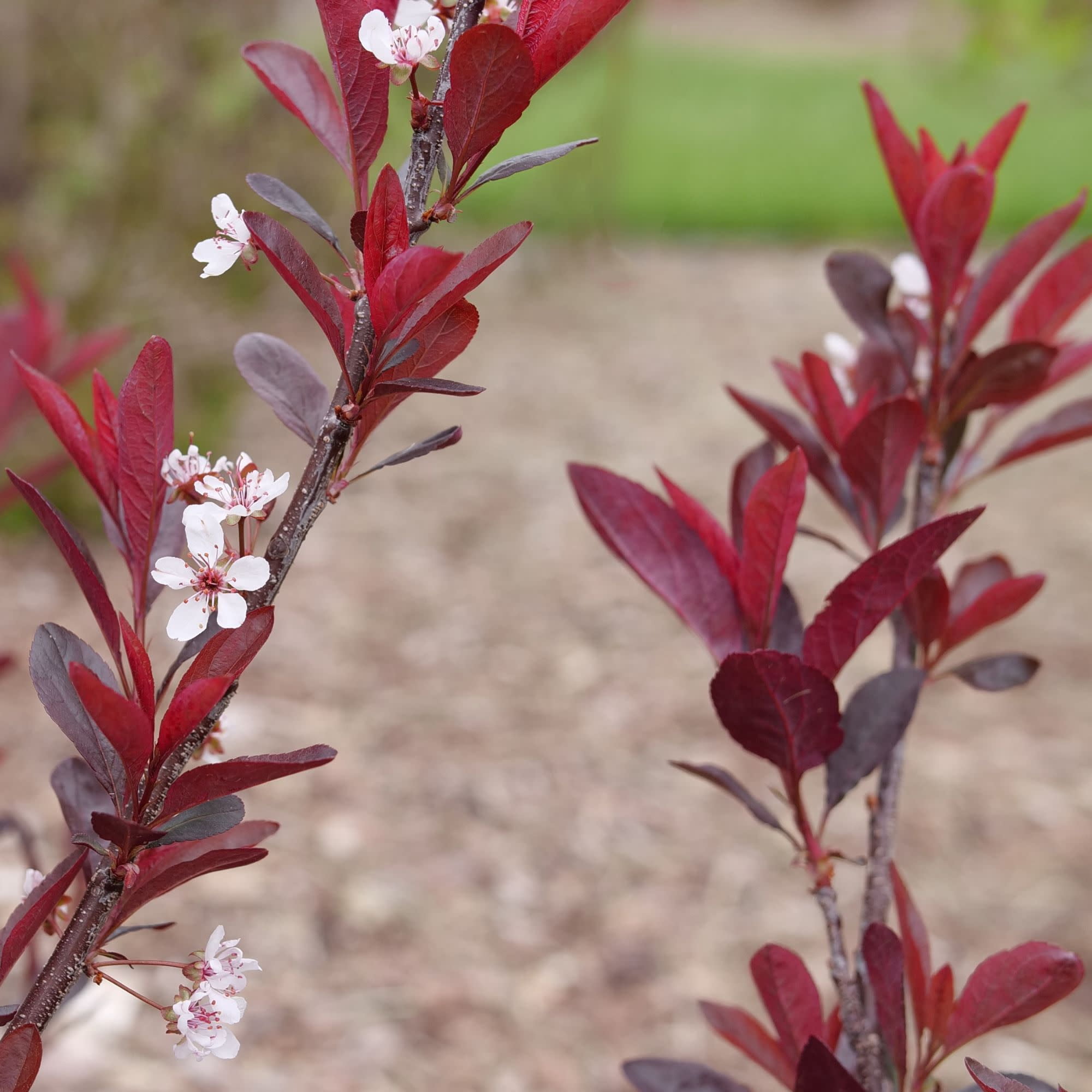 Proven Winners ColorChoice 5" Purple Stay Classy Purple Leaf Sand Cherry Live Plant in 4.5" Pot (4 Count)