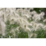 30-seeds-white-fountain-grass-pennisetum-villosum-for-outdoor-planting