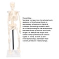 thumbnail image 3 of Modelo De Esqueleto, Modelo De Esqueleto Humano De Anatomía Ligera Y Flexible De 42 Cm Desmontable Para La Facultad De Medicina, 3 of 7