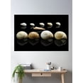 thumbnail image 2 of Shells On Parade Poster Wall Art, Modern Wall Decor For Living Room Bedroom, 24x36 UNFRAMED, 2 of 3