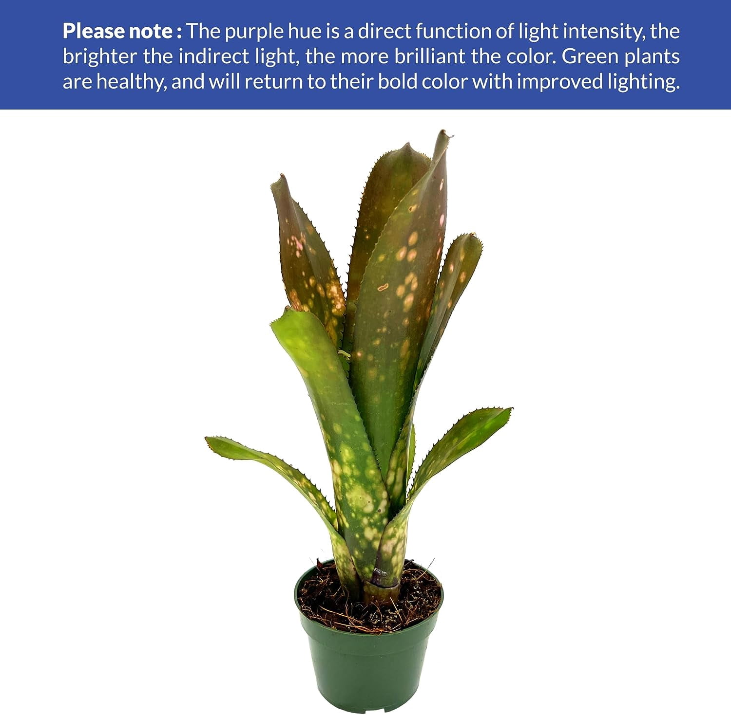 ragnaroc Live Plants – Bromeliad Billbergia Darth Vader, 8-12" in 4" Pot - 1ct - Live Arrival Guaranteed - House Plants for Home Decor & Gift