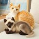 thumbnail image 3 of Peluche GUDVES, gato atigrado naranja, 30 cm, con forma de animal de peluche, 3 of 9