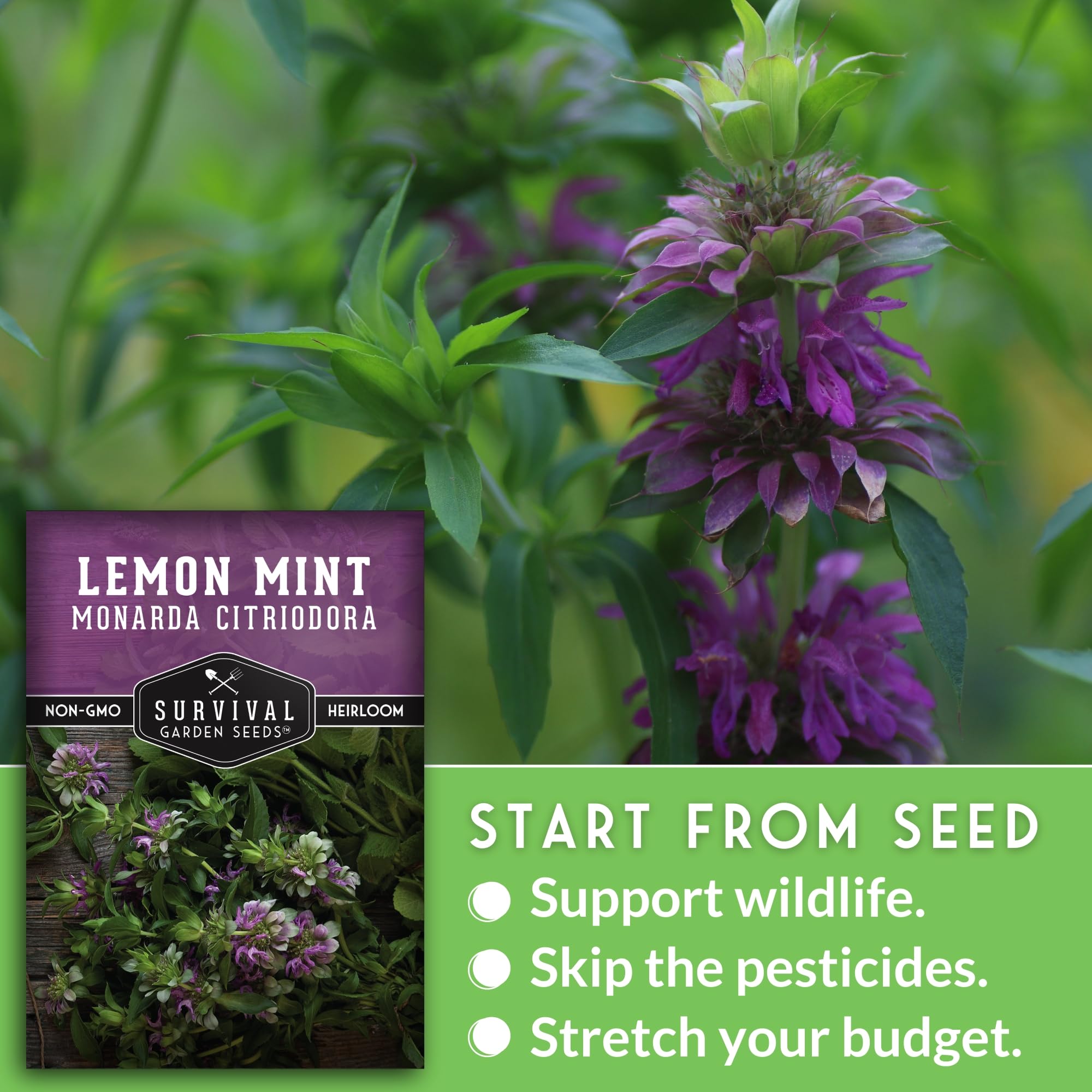 Lemon Mint Bee Balm Seeds - Perennial Full Sun Herb - 5 Packs