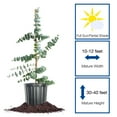 thumbnail image 2 of Perfect Plants Silver Dollar Eucalyptus 1 Gallon, 2 of 7