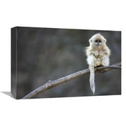 12 x 18 in. Golden Snub-Nosed Monkey Juvenile, Qinling Mountains, China Art Print - Cyril Ruoso