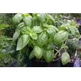 thumbnail image 2 of Herb Seeds -Basil Genovese -100 Garden Herb Seeds! Aromatic Dark Green- Herb Gardening- Indoors or Out, 2 of 5