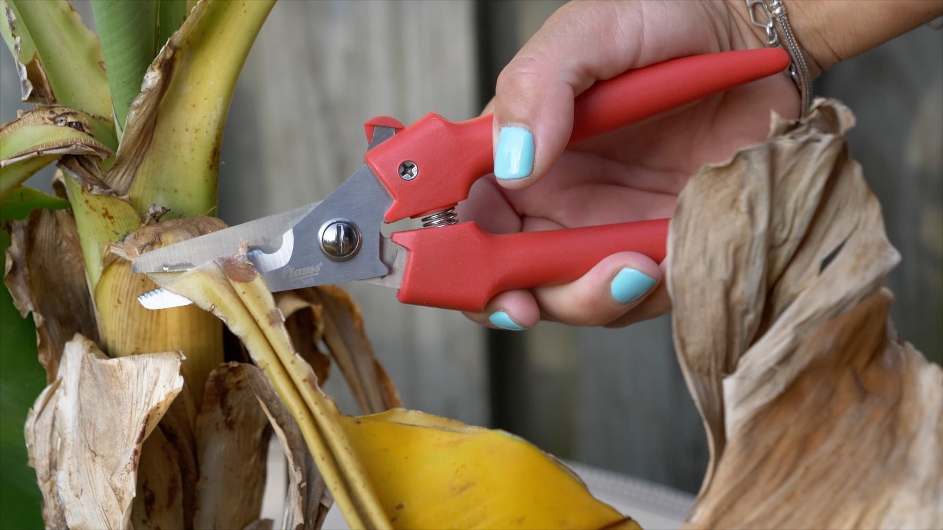 Clauss Cutter Shear, 7.5", Partially Serrated, with Latch Closure, Red Plastic Handles