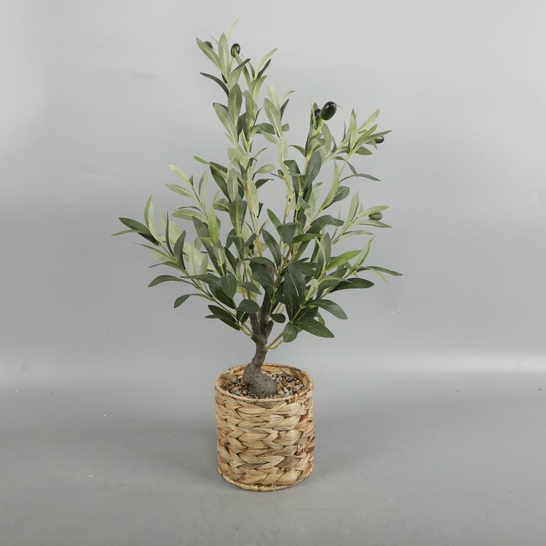 Olive Tree - Small / Bryant / Cream