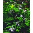 thumbnail image 2 of Talbot Frank, Christopher 26x30 Gold Ornate Wood Framed with Double Matting Museum Art Print Titled - TN, Wildflowers in Great Smoky Mountain NP, 2 of 4
