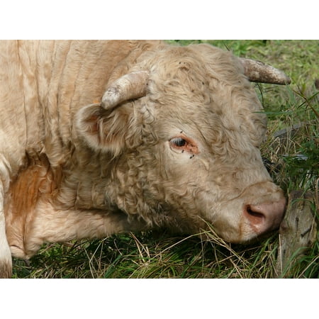 Canvas Print Charolais Breeding Bull Pasture Herds Beast Stretched Canvas 10 x