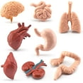 thumbnail image 1 of 8 Pcs Human Organ Model Mini Body Parts Anatomical Figure Realistic Brain Heart Lung Liver Stomach Large Intestine Small Intestine Kidney Models, 1 of 3
