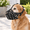 Black-L [Snout Cir: 11.5"-13"], variant on Black M [Snout Cir: 9.75"-11"] Basket Dog Muzzle With Alloy Buckle For Pitbull Rottweiler Amstaff