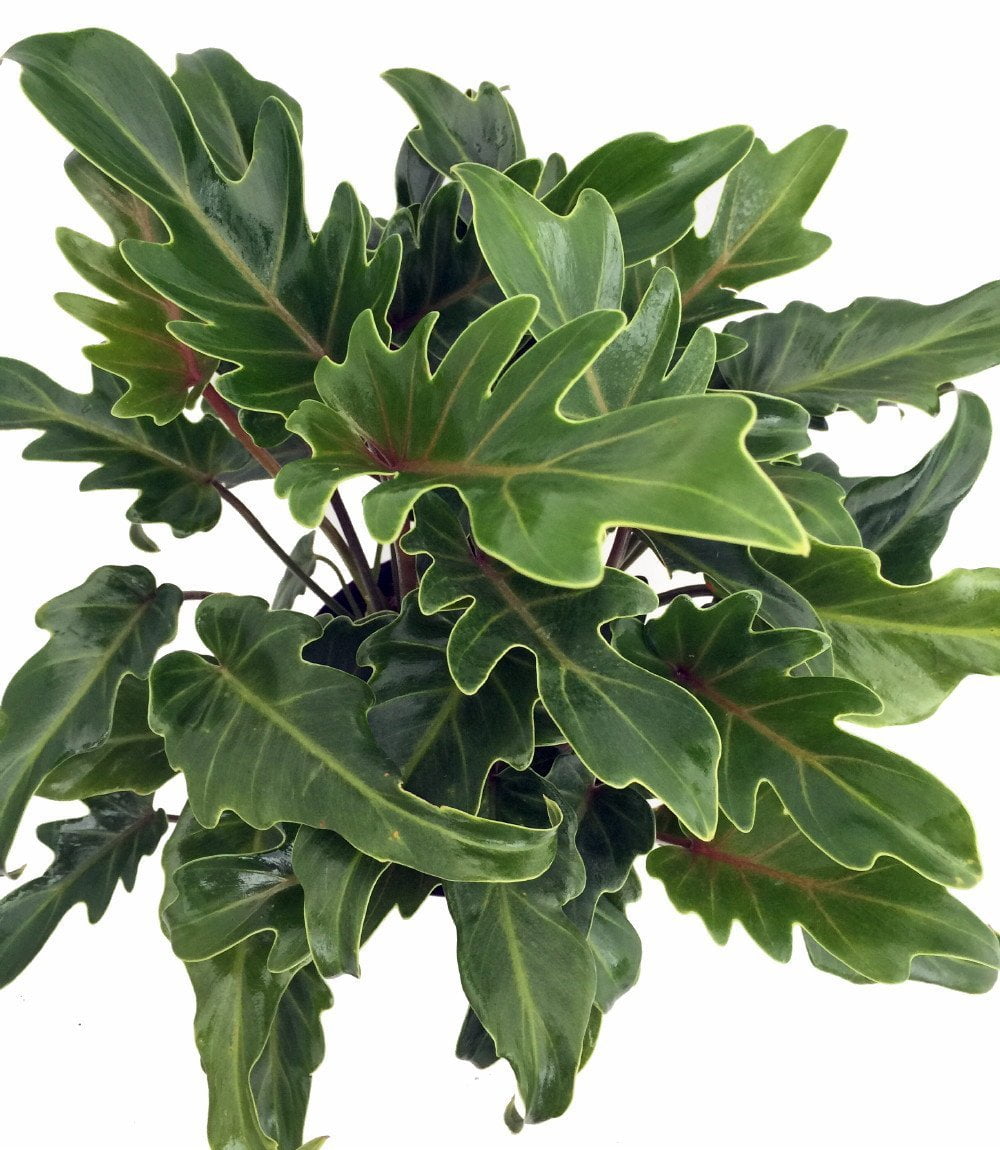 Deja Vu Philodendron - Easy to Grow House Plant - 2.5" Pot ...