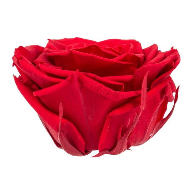 Vickerman H4ROP405 3,5-4 Po Tête de Rose Rouge Premium - 4 par Sac