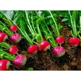 thumbnail image 2 of TomorrowSeeds - Sparkler Radish Seeds - 2700+ Count - For 2026 Planting USA Garden Vegetable Red, 2 of 8
