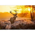thumbnail image 2 of wall26 - Red Deer in Morning Sun - Removable Wall Mural | Self-Adhesive Large Wallpaper - 100x144 inches, 2 of 6