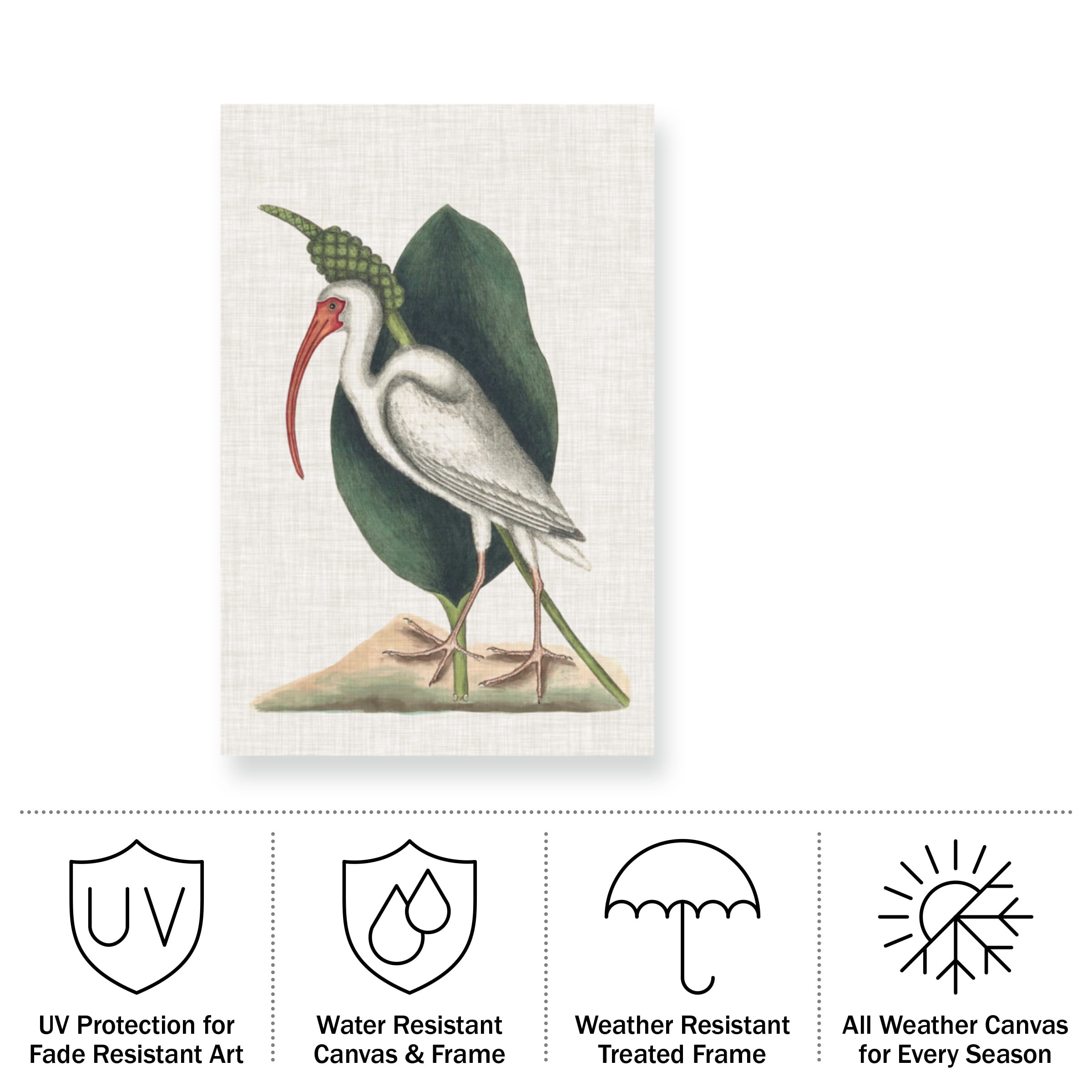 Mark Catesby 'Catesby Heron VI' Outdoor Canvas