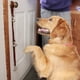 thumbnail image 5 of Cathylife Timbres De Cuero Para Perros Para Pomo De Puerta/Entrenamiento Para Ir Al Baño/Ajuste De Longitud Para Salir Al Exterior Campana De Cobre Para Perros Campana Colgante De Entrenamiento En Cas, 5 of 6