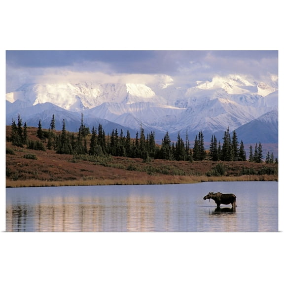 Great BIG Canvas | Rolled Poster Print entitled Moose Cow in Wonder LakeDenali NP Interior AK
