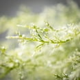 thumbnail image 2 of Sullivans 26" Artificial White Fumaria Bush, 2 of 3