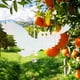 thumbnail image 4 of Repelente de pájaros búho reflectante: dispositivo eficaz para ahuyentar el jardín y controlar plagas, 4 of 10